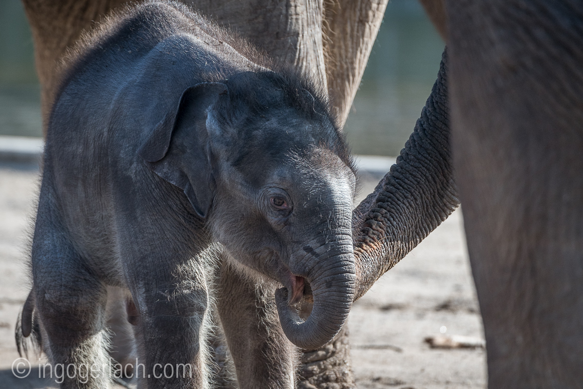 Baby_elephant_Zoo_Cologne_D50_2835