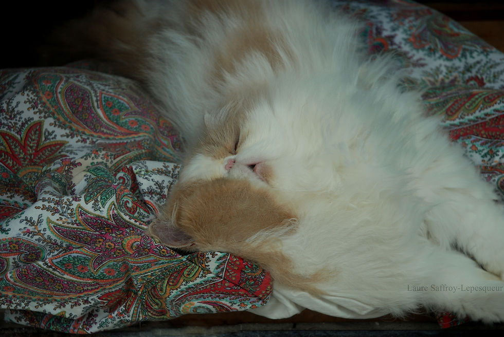 Le gros chat qui dormait trop.