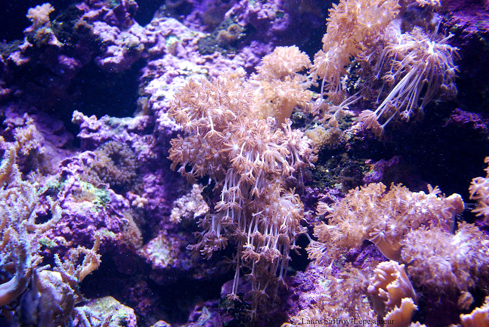 Aquarium.