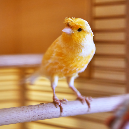LES CANARIS