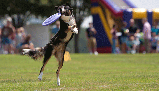dog-frisbee.gif