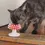 Miniatura: Auto-coçador de Gato - Formato Cogumelo