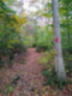 red trail-Bloch