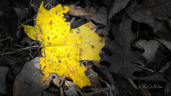 Yellow Maple Leaf 003.jpg