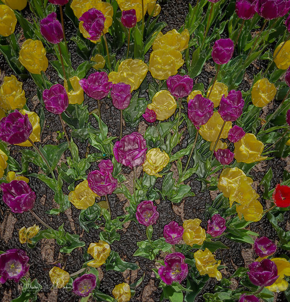 Tulips at Lytle Effect 01a.jpg