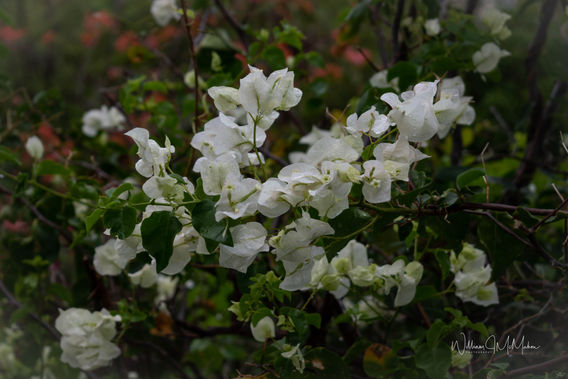 St John Trees 004.jpg