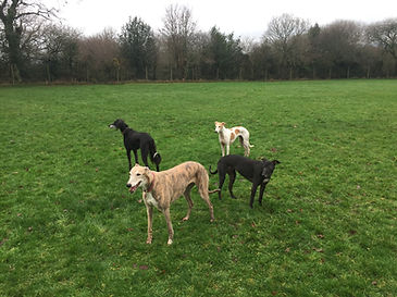 Four sighthounds standing in a secure dog paddock in Devon, surrounded by tall trees on a grey Winter day