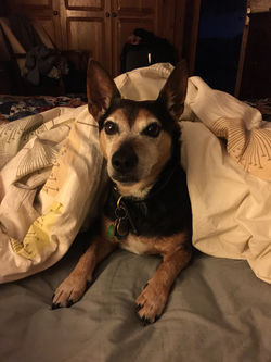 jack russell terrier under duvet