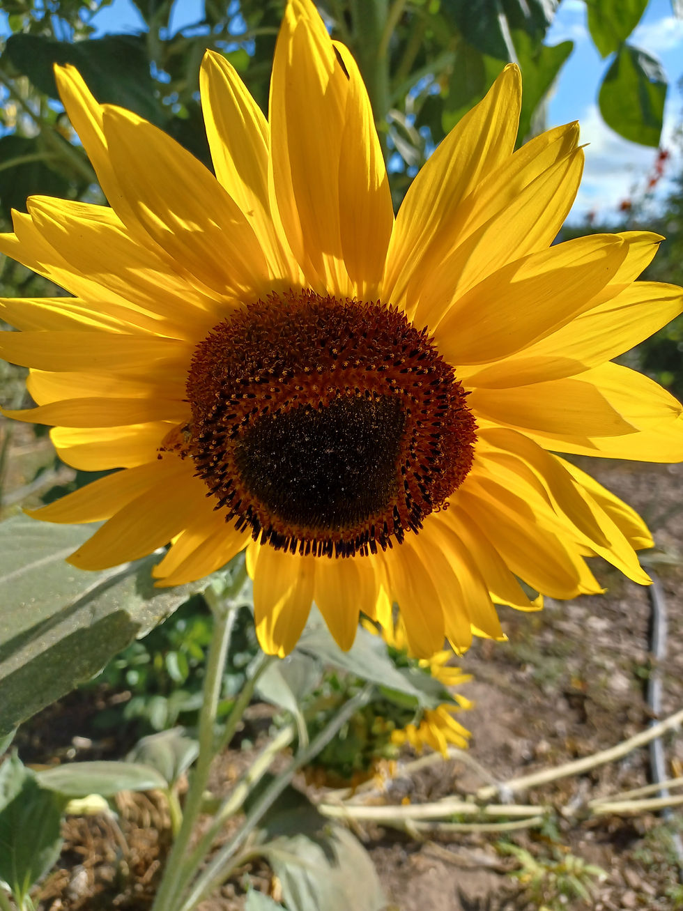 Summer Solstice Appreciation Celebration