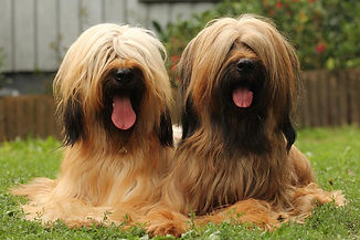 briard,briardpups