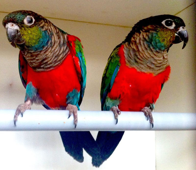 crimson red belly conures