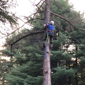 Felling a Larch