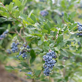 blueberry bush 2.jpg