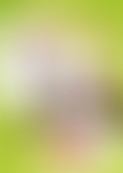 限定オリジナルTシャツご予約受付中!!