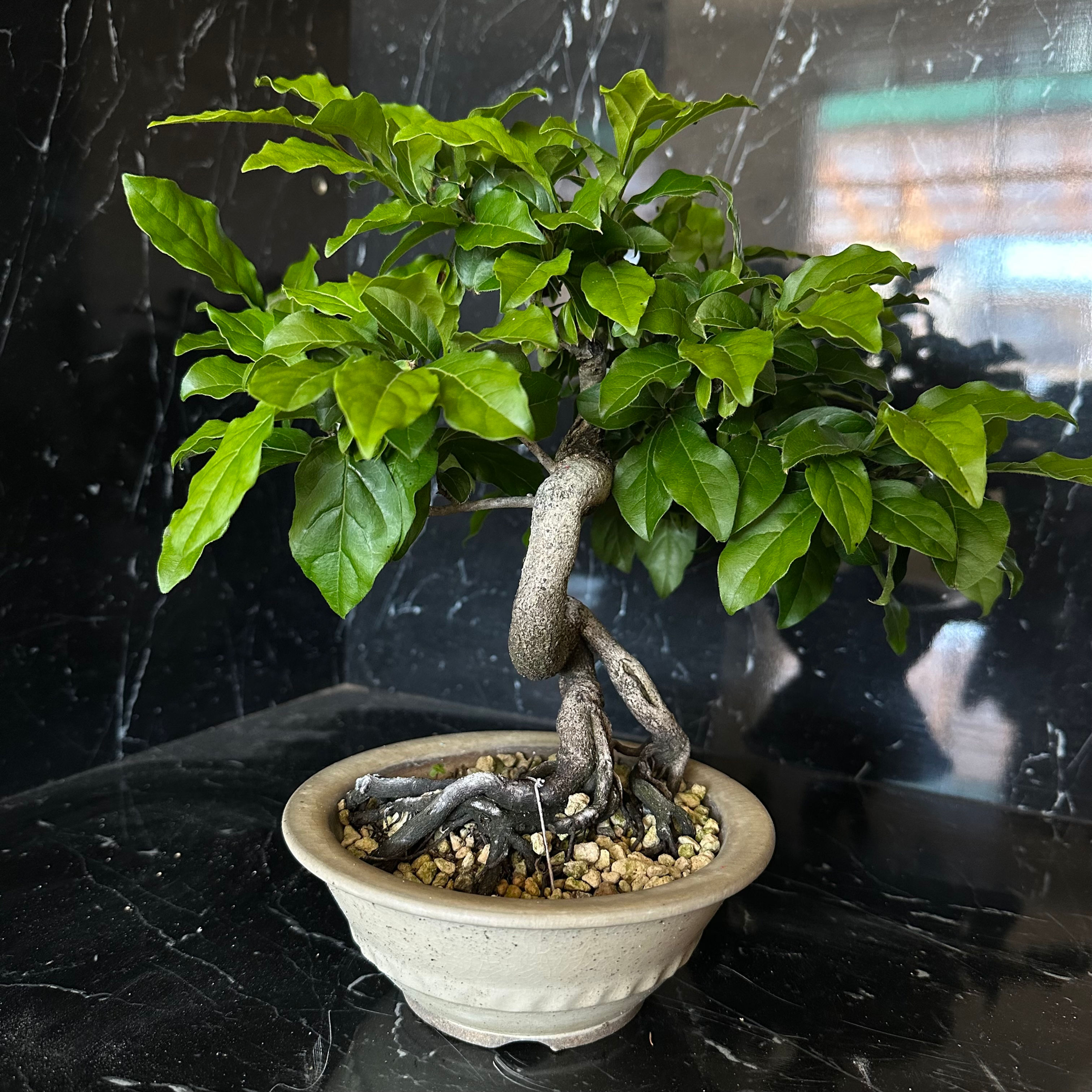 老婆柿