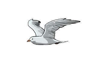 IllegalCalmCurassow-max-1mb.gif