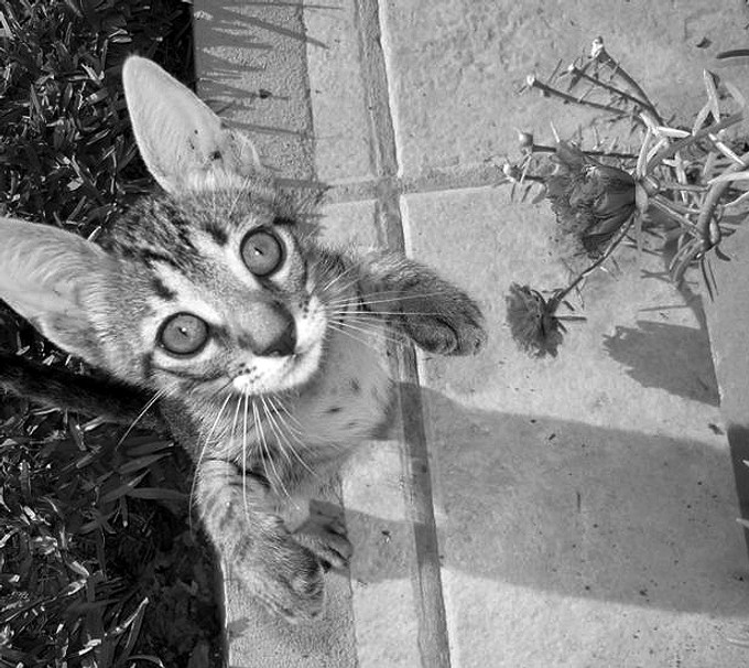 Pinche en dos patitas, tratando de alcan