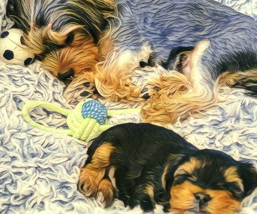 HOME Yorkie Utopia Puppies for Sale Omaha, NE