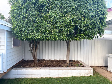 bush pruning in Adelaide's southern suburbs