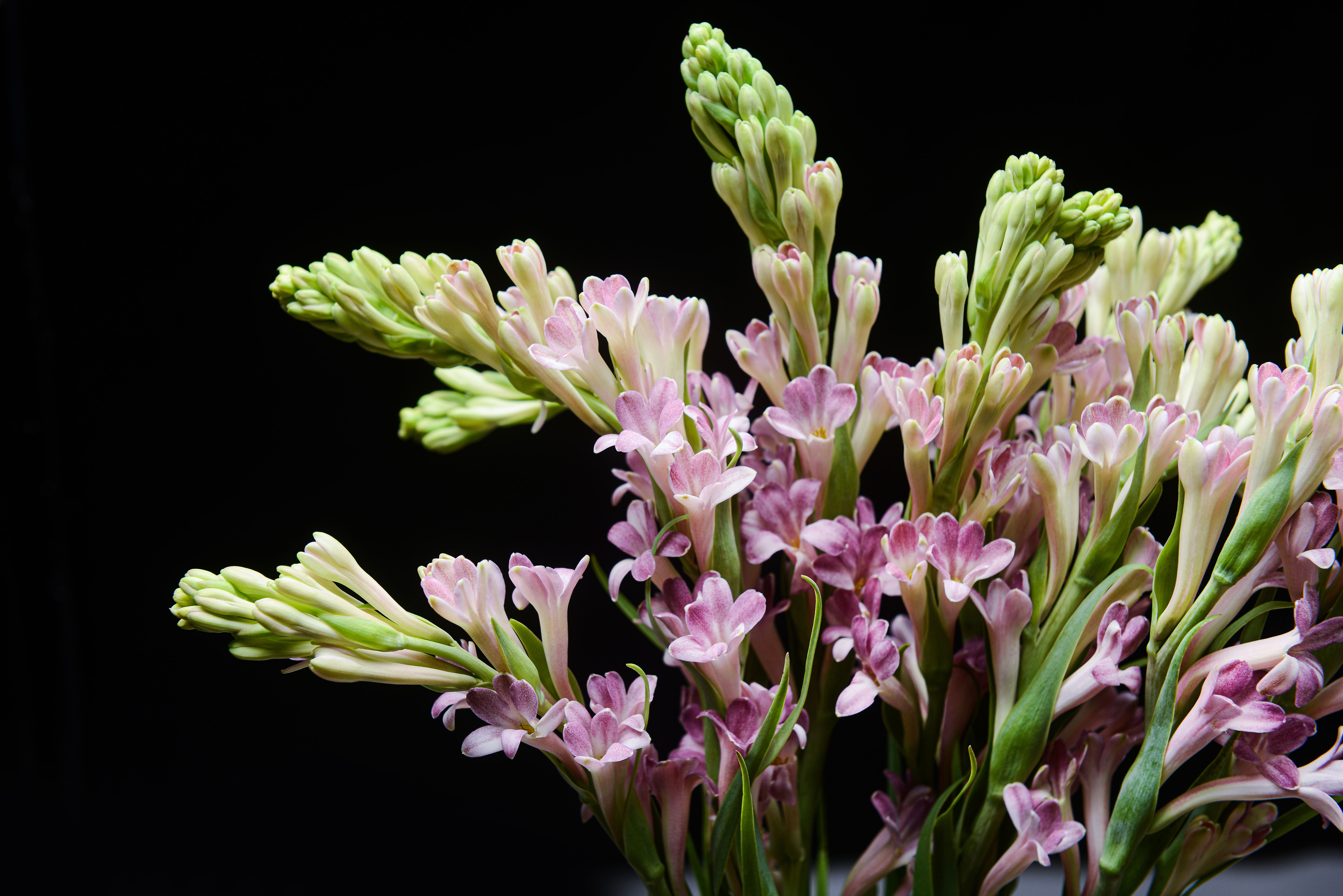 Rose Tropicale Candle