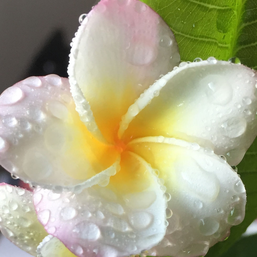 Thumbnail: Sheer Orchid Candle