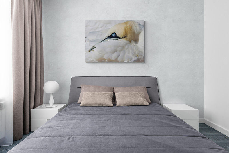Miniaturbild: Sleepy gannet