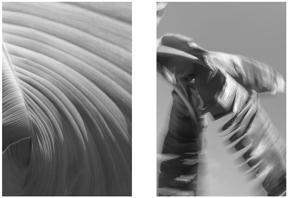 BIB - Study Of Fronds Dynamics - LIM BW Diptych.jpg