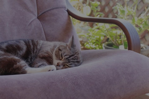 ぐっすり寝る猫