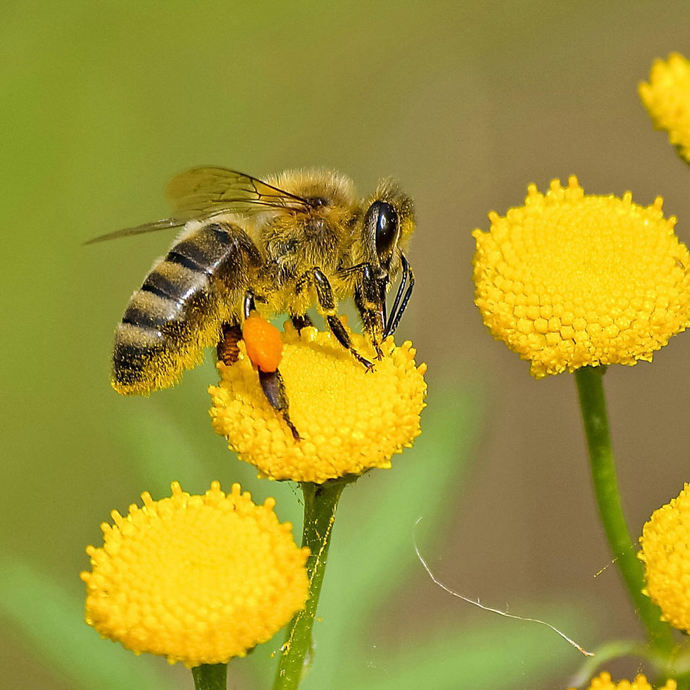 Honig und Blütenpollen können unser Immunsystem unterstützen