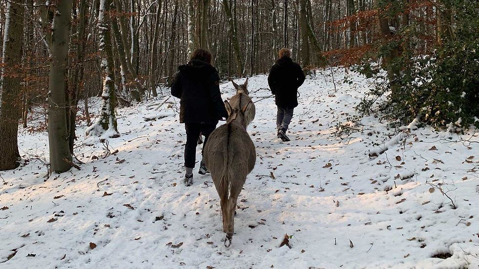 Esel-Wanderung durch den Winter