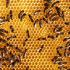 honigwabe-mit-bienen.jpg