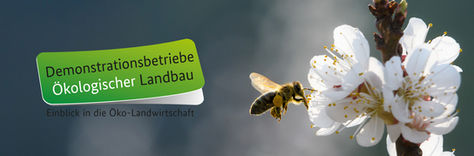 Authentico ist Vorzeigebetrieb für ökologische Imkerei