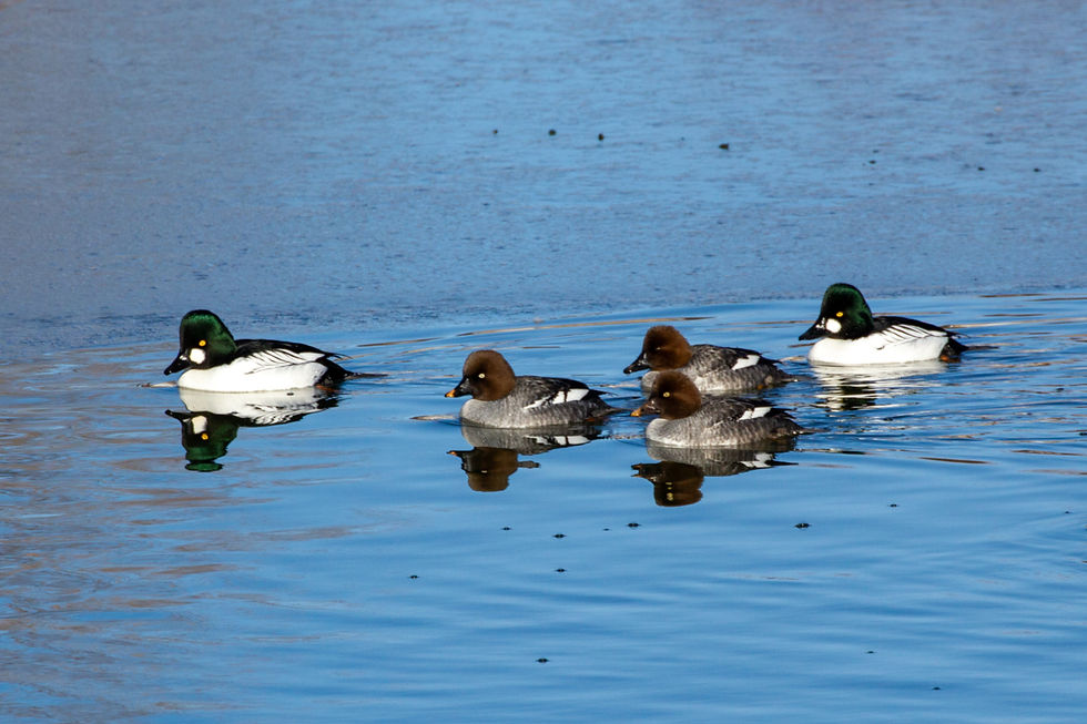 Common Goldeneye