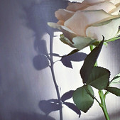 Rose.jpg