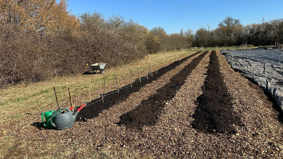 Spring Garden Day: Weeding, Sowing & Growing