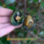 Thumbnail: Dragon Eggs