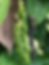 poivre de madagascar HD 1.PNG