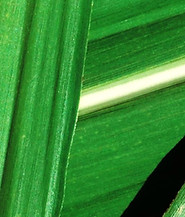 NORM GREEN_edited_edited.jpg