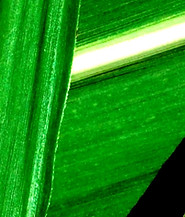 NORM GREEN_edited_edited_edited.jpg