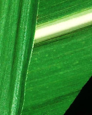 NORM GREEN_edited_edited.jpg