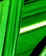 NORM GREEN_edited_edited.jpg