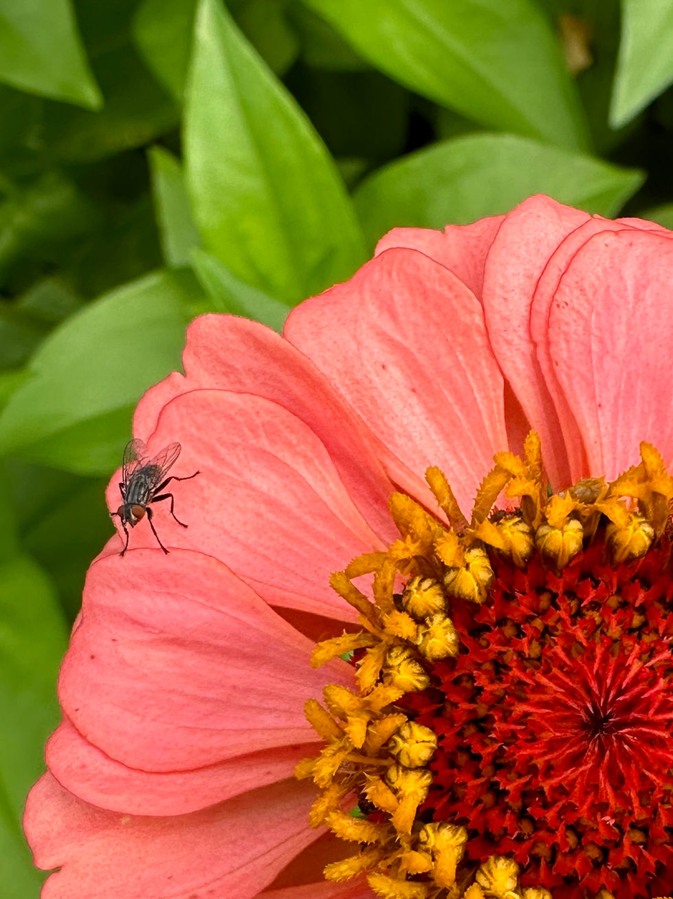 Fly on Zinnia