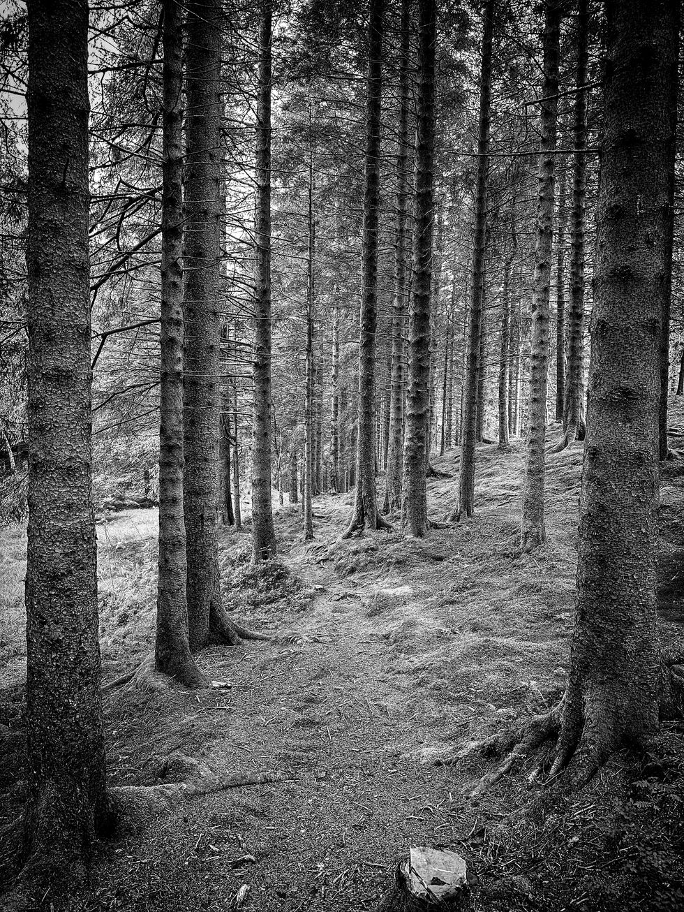 Norwegian Wood