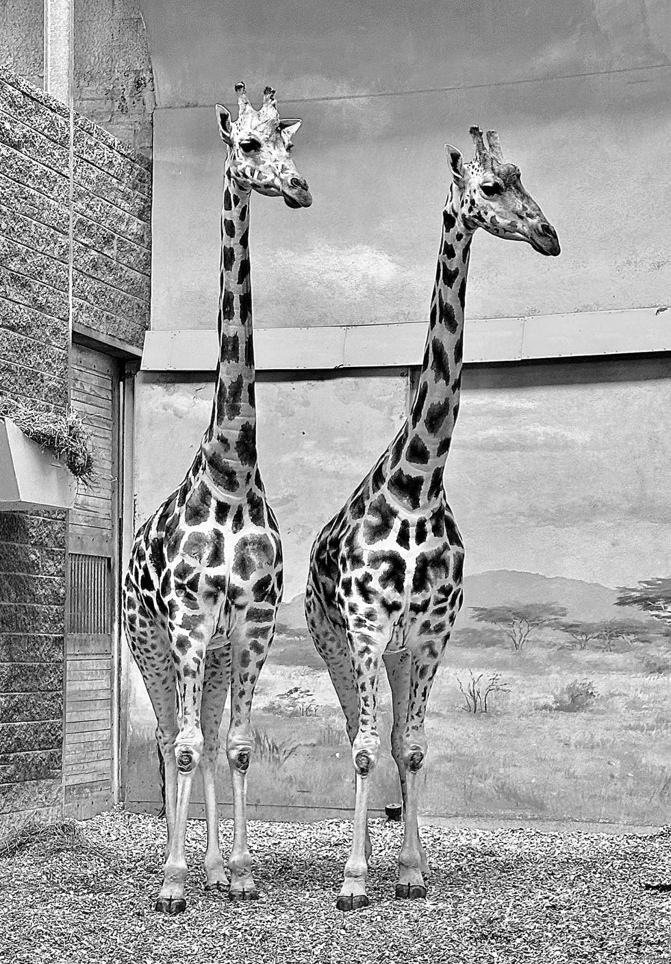 Knobby Knees of Giraffes