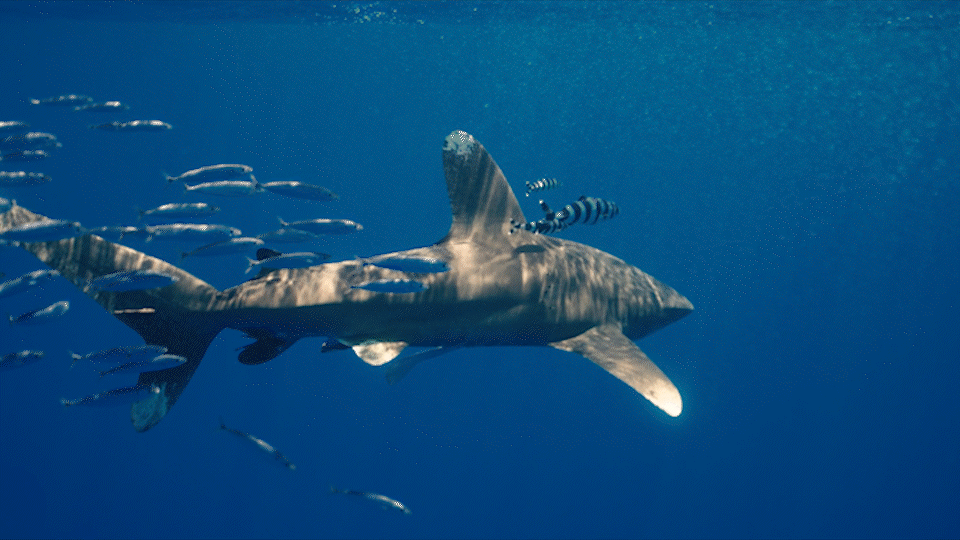 garmin_ad_featuring_cat_sharks (2160p)_3.gif