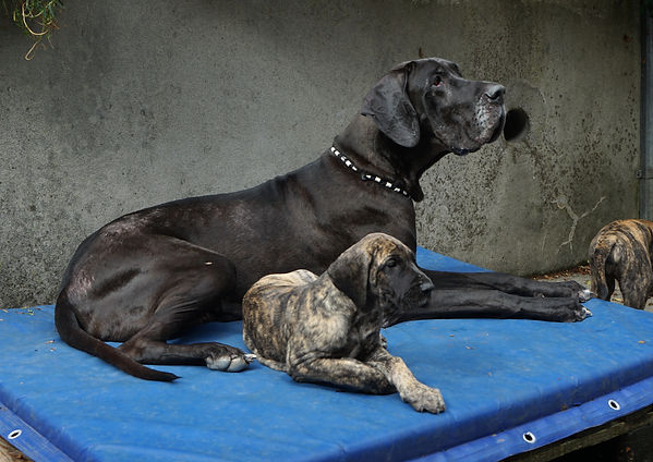 8 Wo Holly und Lizzy2.JPG