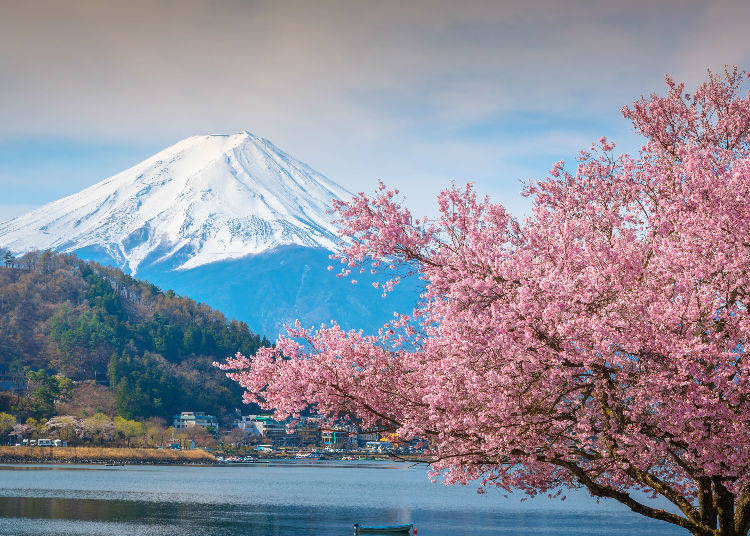 An increased rate of Vietnamese travellers come to visit Japan