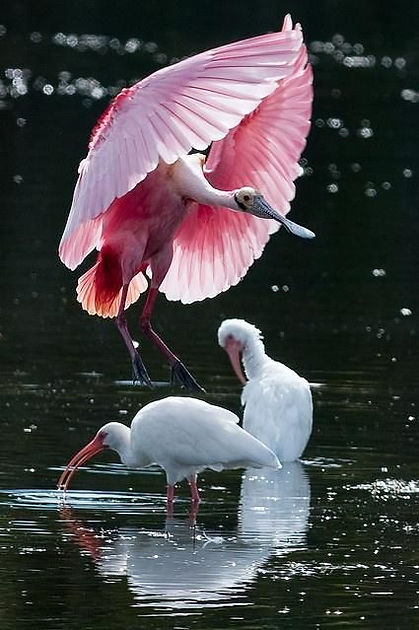 Florida - Spoonbill.jpg