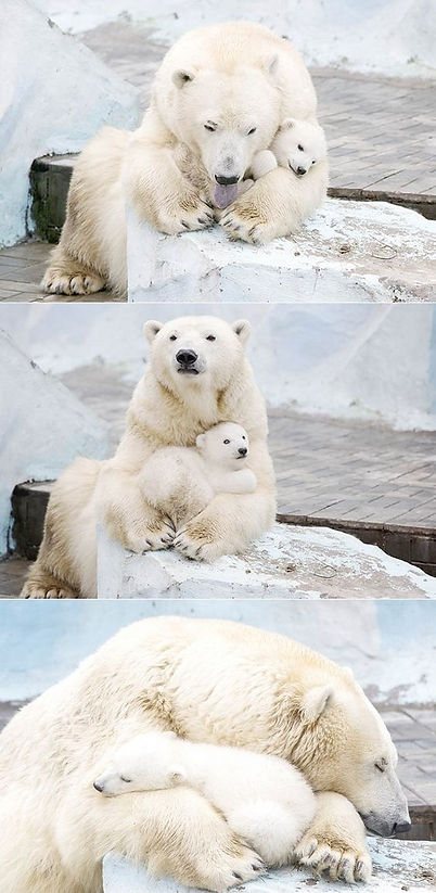 Canada - Arctic - Polar Bear.jpg