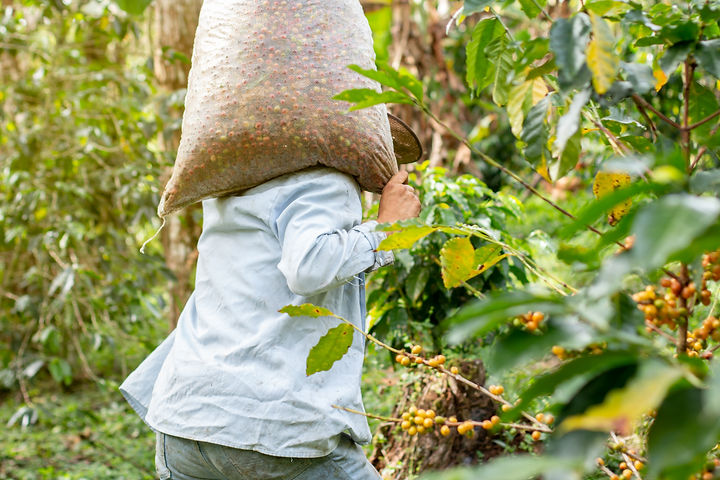 peasant-coffee-picker-carrying-a-sack-full-of-fres-2023-01-25-11-25-18-utc.jpg